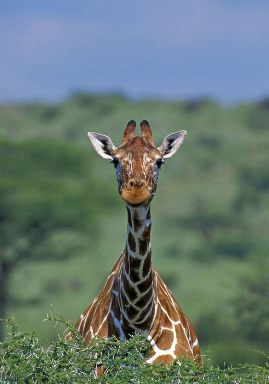 8 Days Heritage Classic Safari Attractions