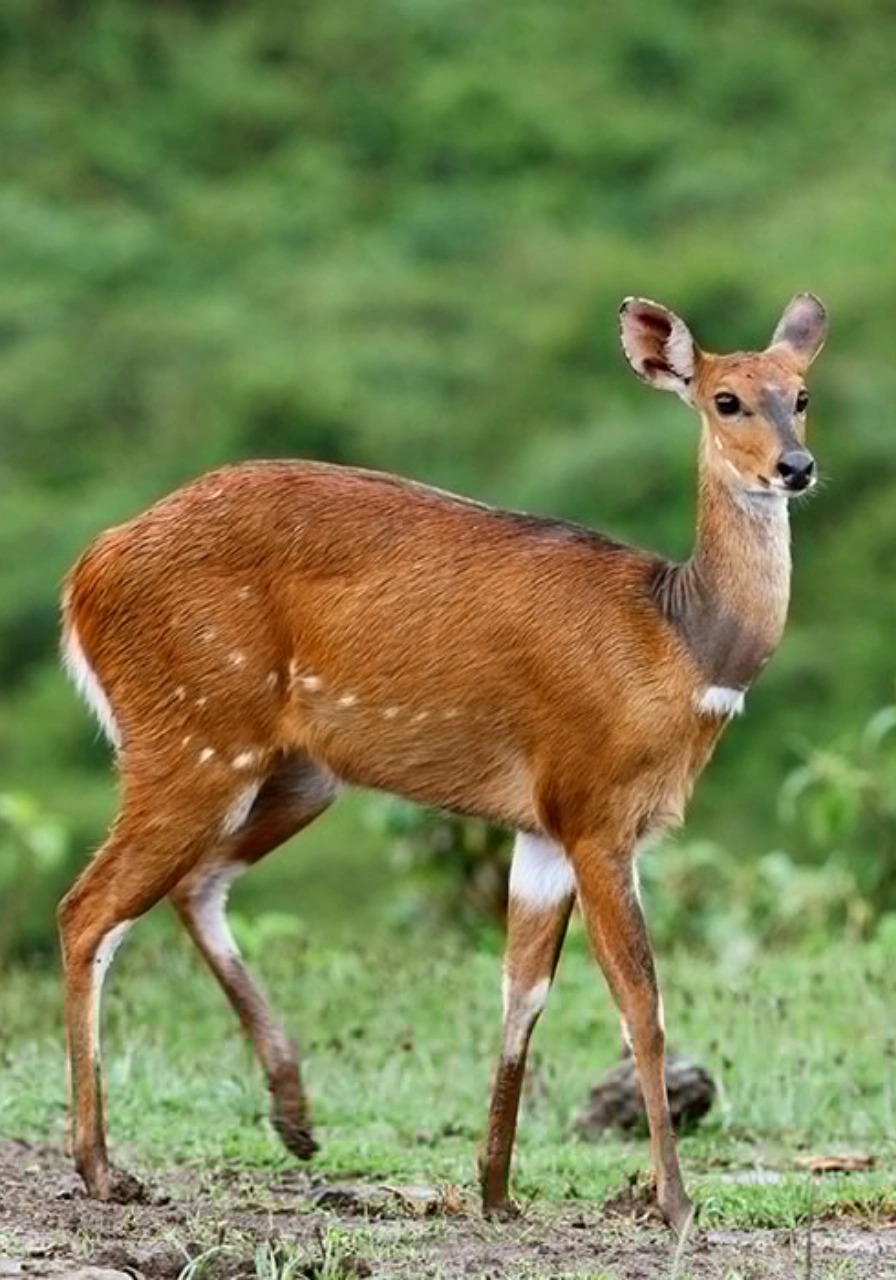 8 Days Heritage Classic Safari Attractions