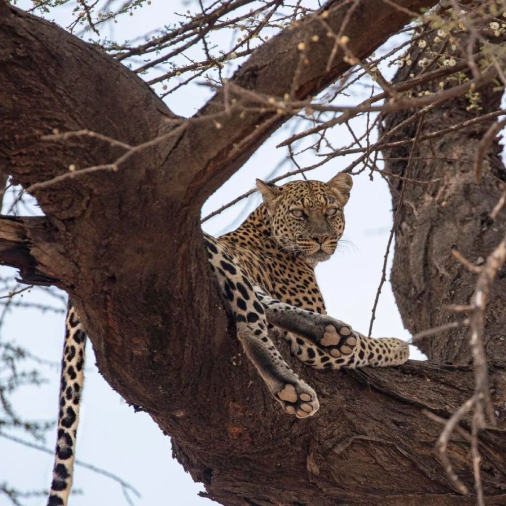 8 Days Intrepid Safari Wildlife