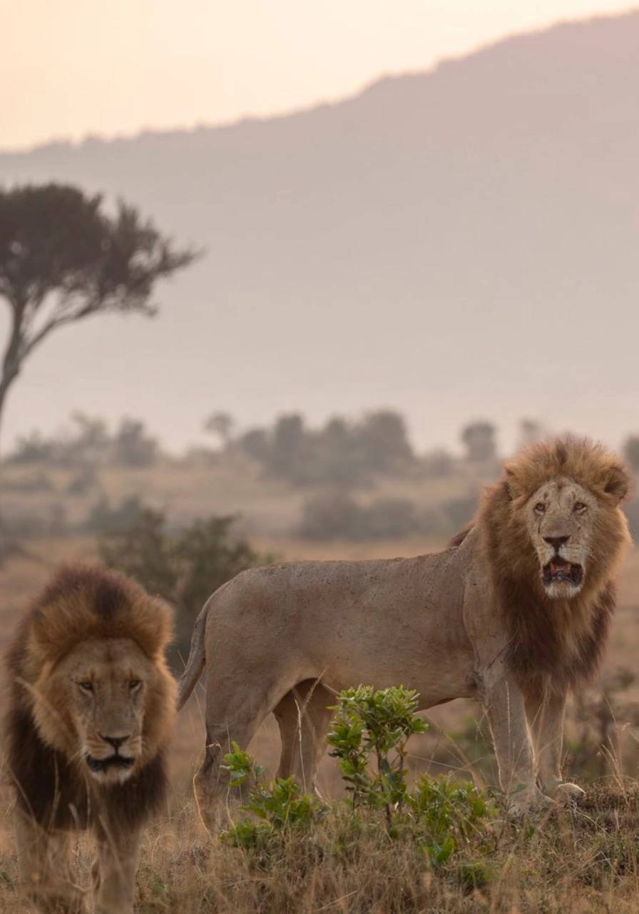 8 Days Intrepid Safari Wildlife