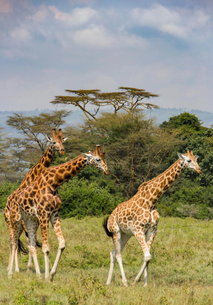 8 Days Intrepid Safari Wildlife