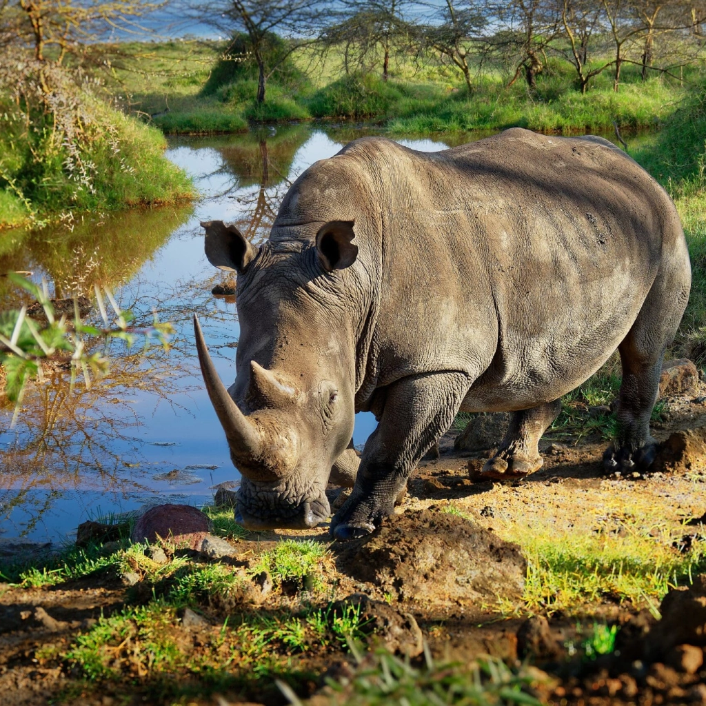 8 Days Intrepid Safari Wildlife