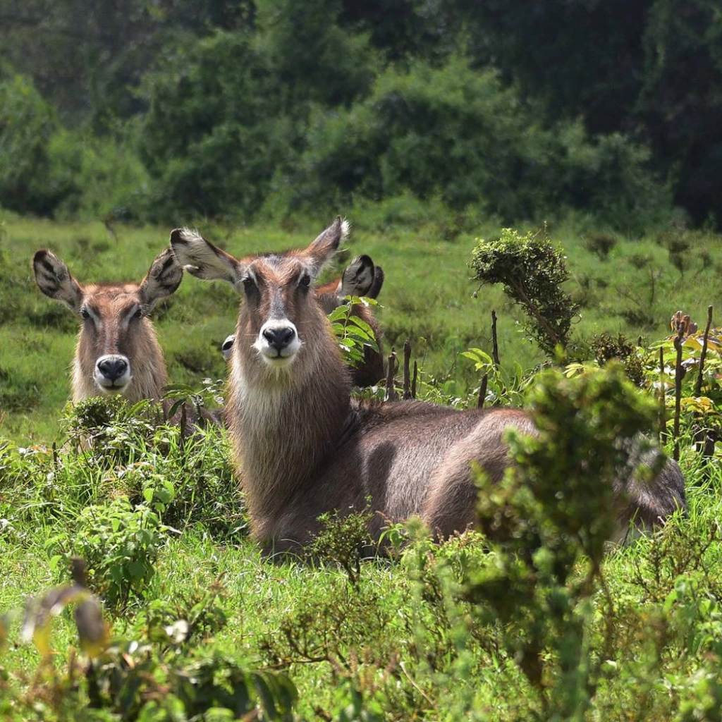 8 Days Kenya Trail Safari Wildlife