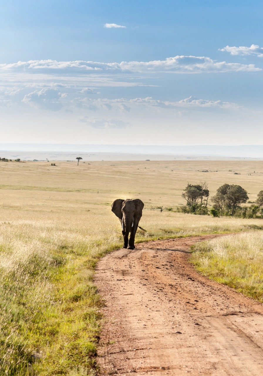 8 Days Kenya Trail Safari Wildlife