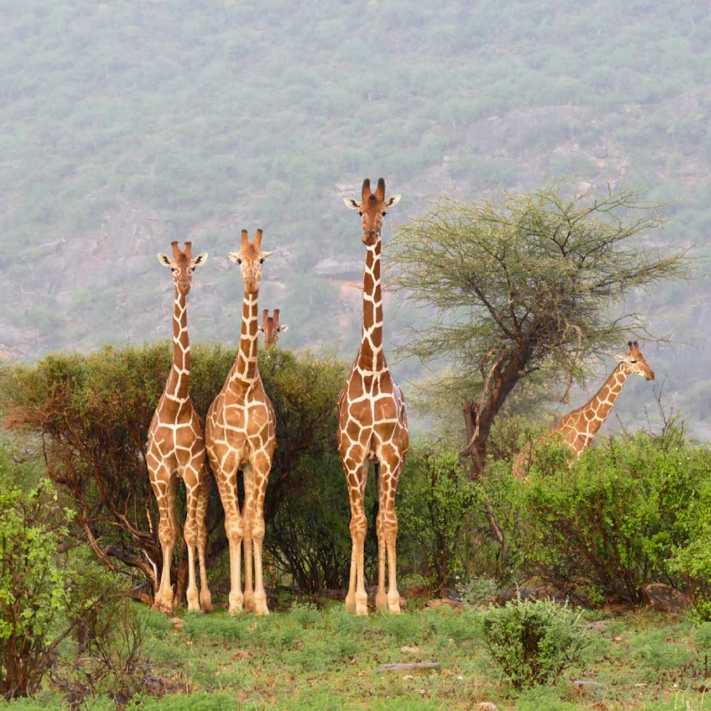 8 Days Kenya Trail Safari Wildlife