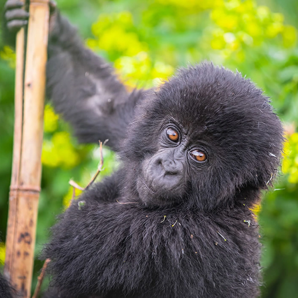 8 Days Rwanda Gorilla Trekking Safari Attractions
