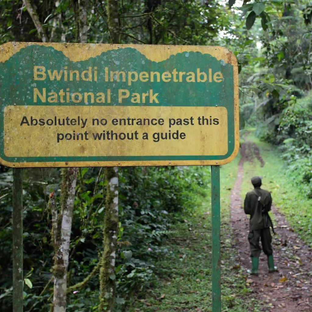 8 Days Rwanda Gorilla Trekking Safari Attractions