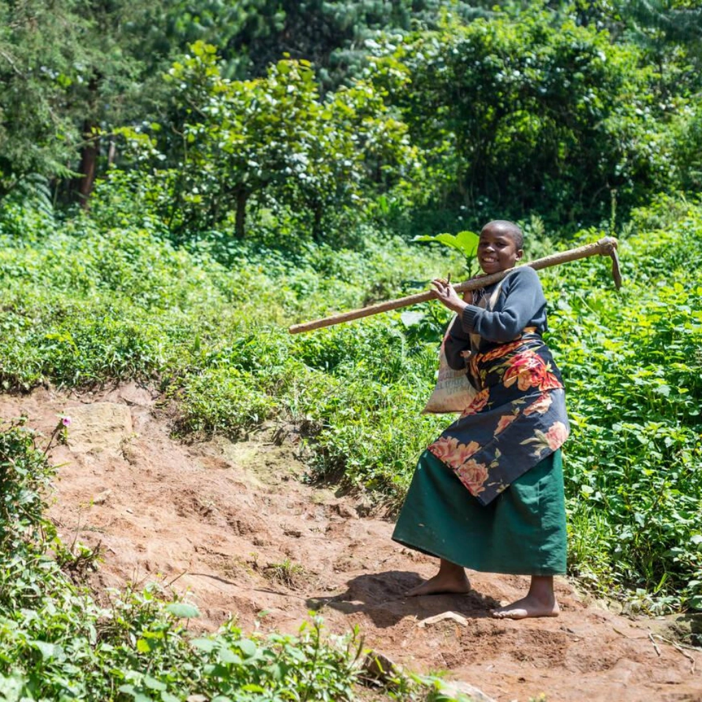 8 Days Rwanda Gorilla Trekking Safari Attractions