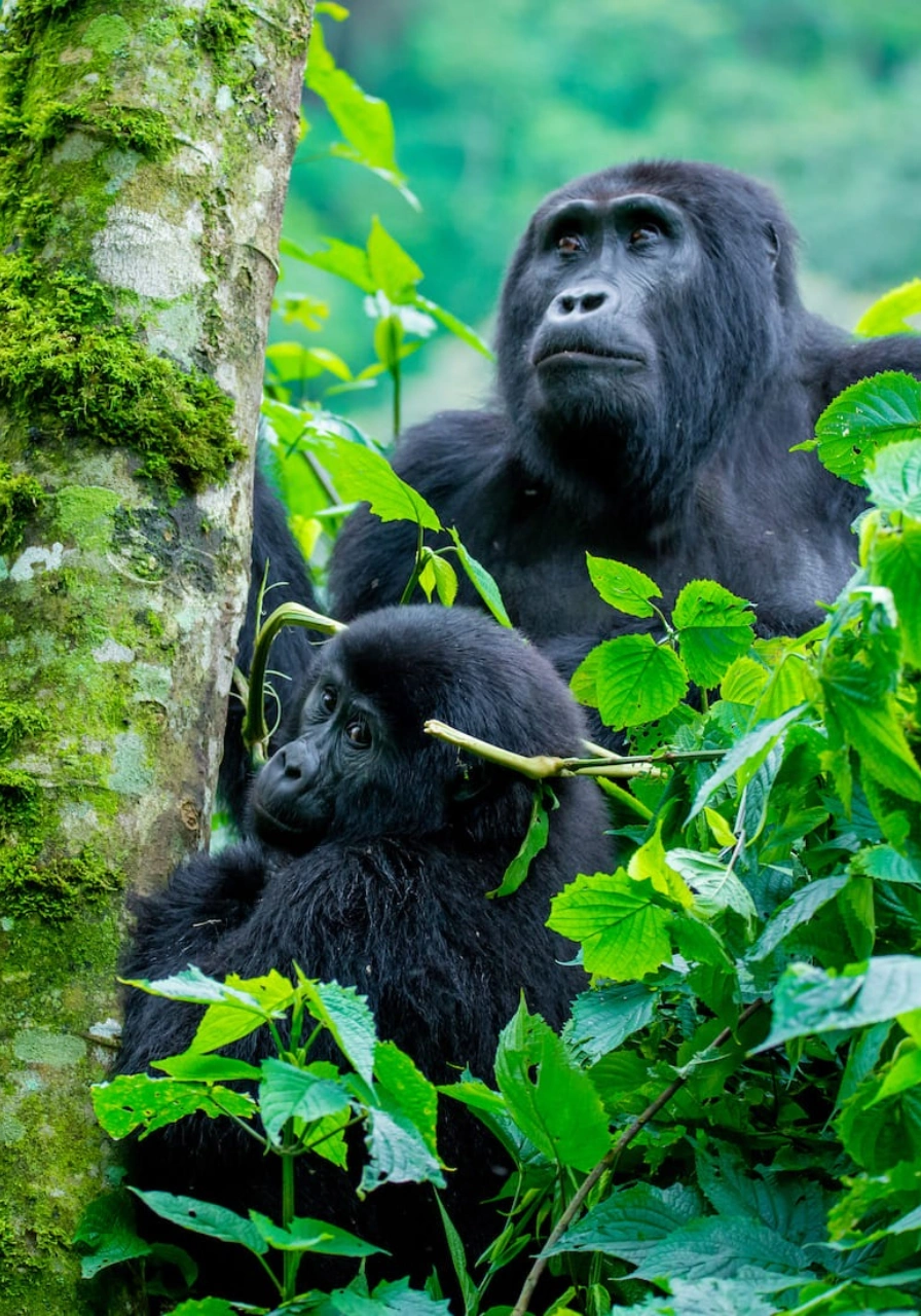 8 Days Rwanda Gorilla Trekking Safari Attractions