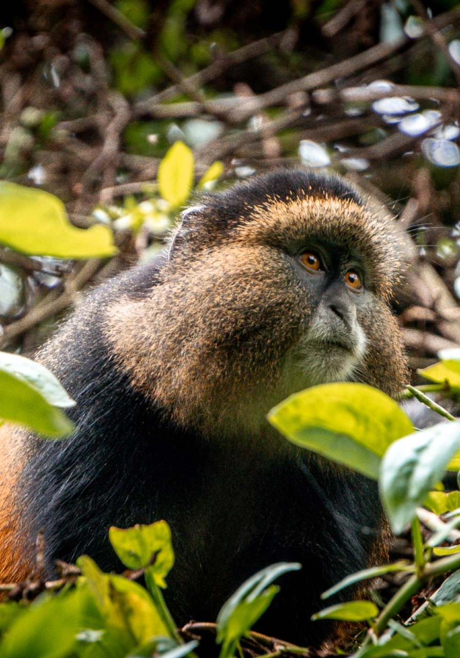 8 Days Rwanda Gorilla Trekking Safari Attractions