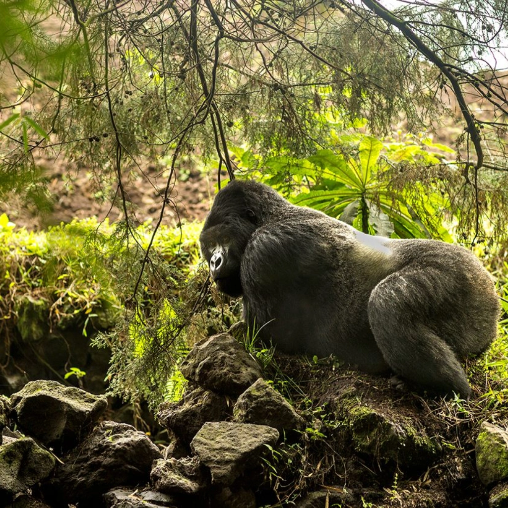 8 Days Rwanda Gorilla Trekking Safari Attractions