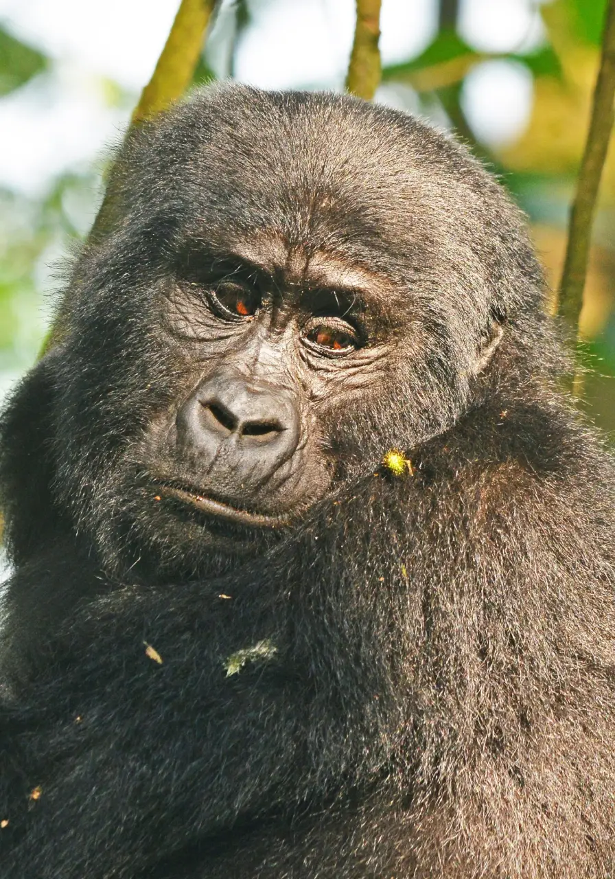 8-days-uganda-apes-and-forests-safari-4