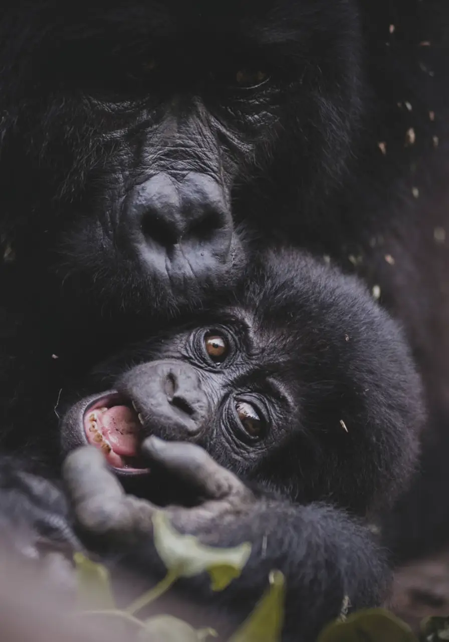 8-days-uganda-apes-and-forests-safari-6