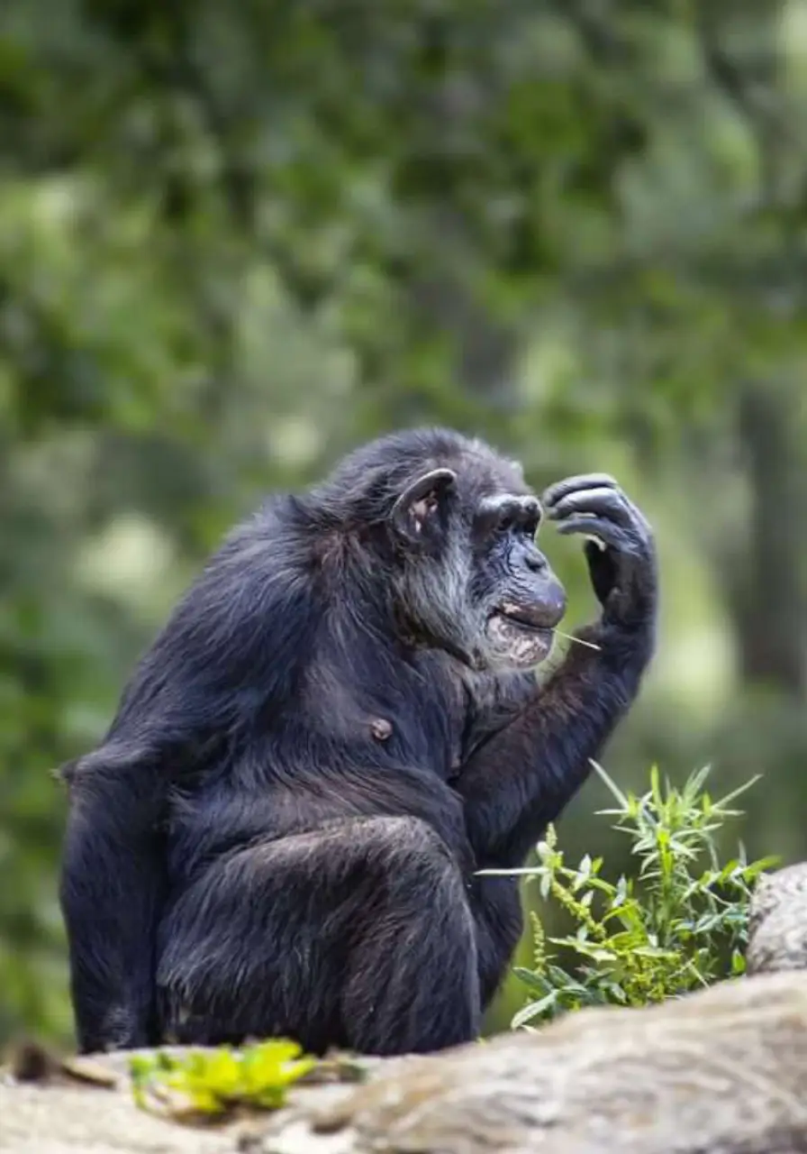 8-days-uganda-chimps-and-gorilla-safari-3