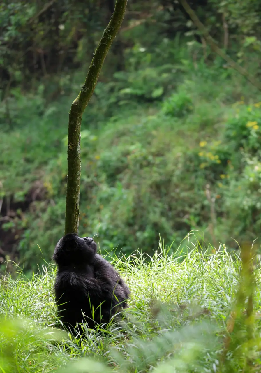 8-days-uganda-chimps-and-gorilla-safari-5