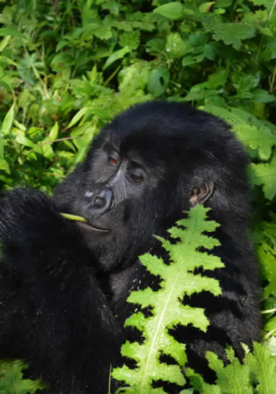 8-days-uganda-chimps-and-gorilla-safari-6