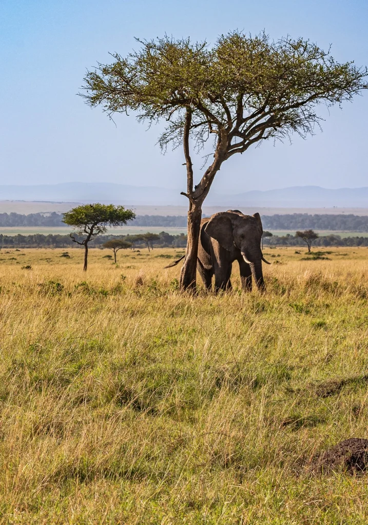 9 Days Savannah Adventure Safari Wildlife