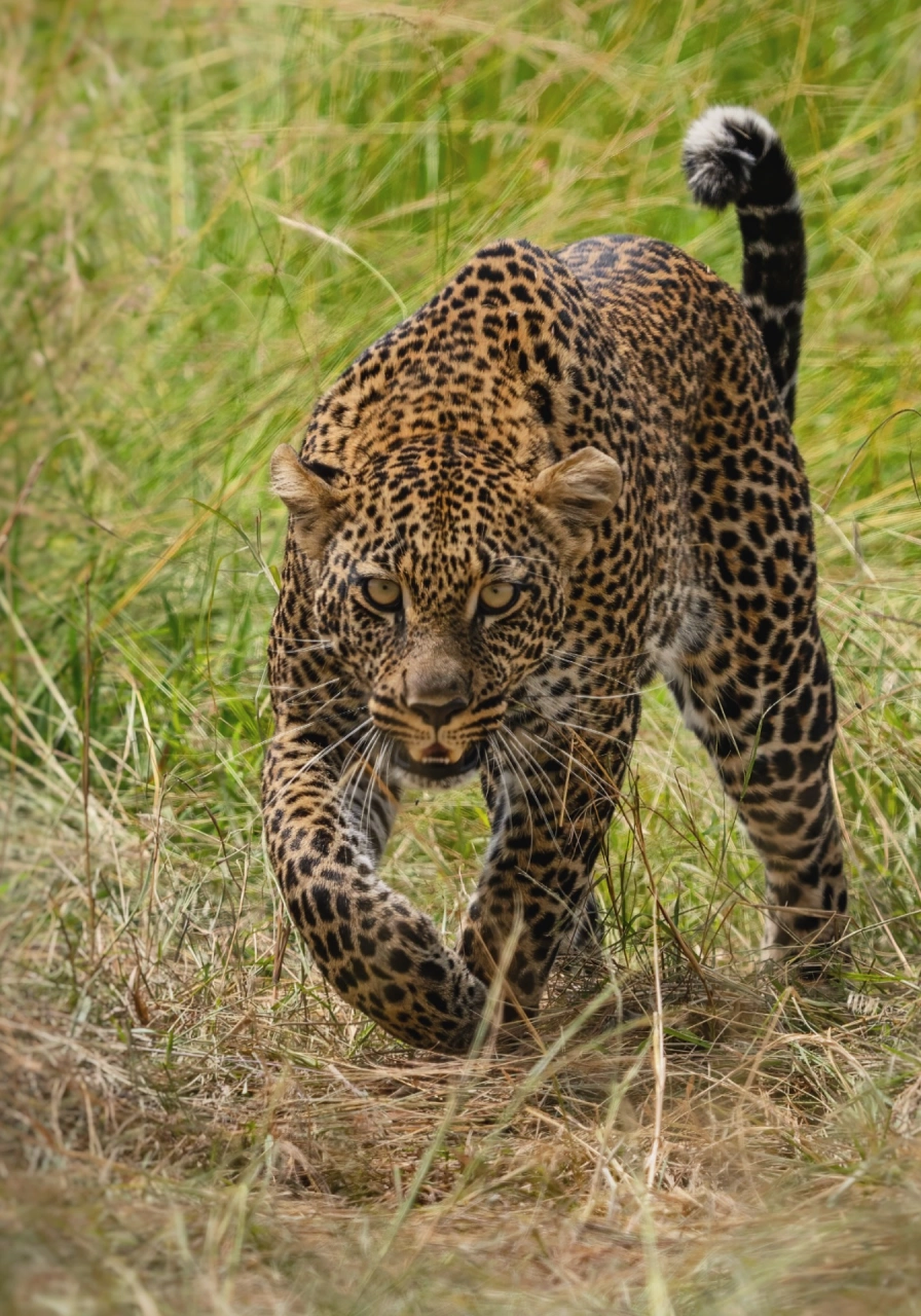 9 Days Savannah Adventure Safari Wildlife