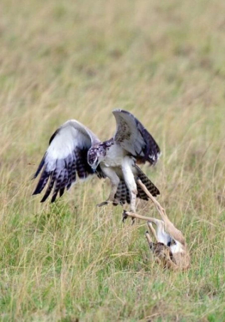 9 Days Savannah Adventure Safari Wildlife