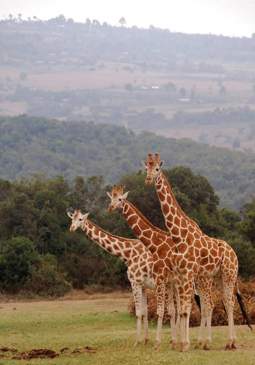 9 Days Savannah Adventure Safari Wildlife