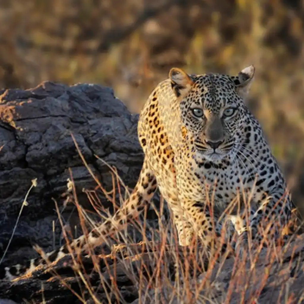 9 Days Savannah Adventure Safari Wildlife