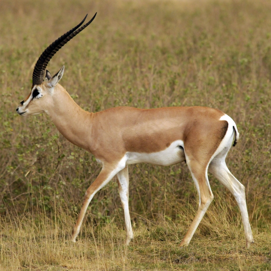 9 Days Savannah Adventure Safari Wildlife