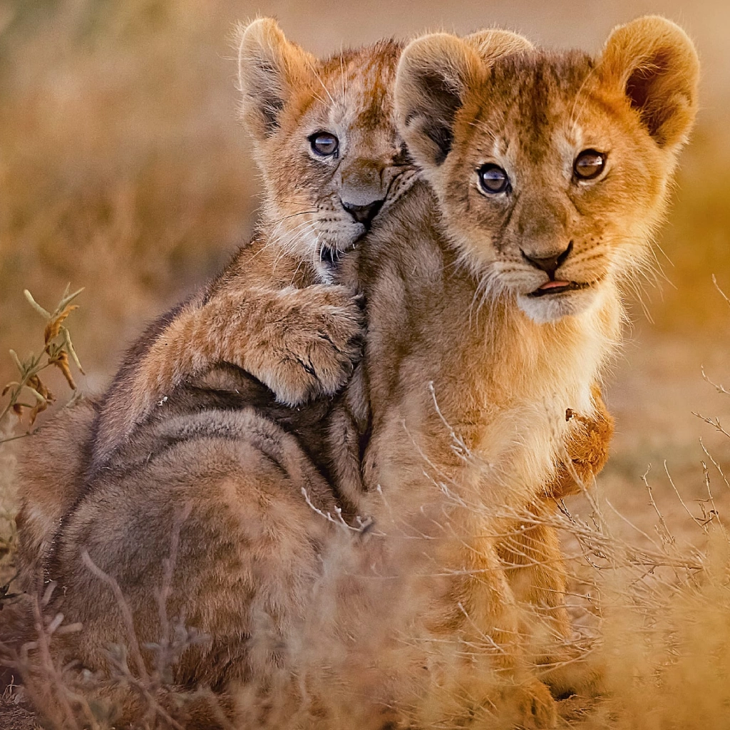 9 Days Wilderness Platinum Safari Wildlife