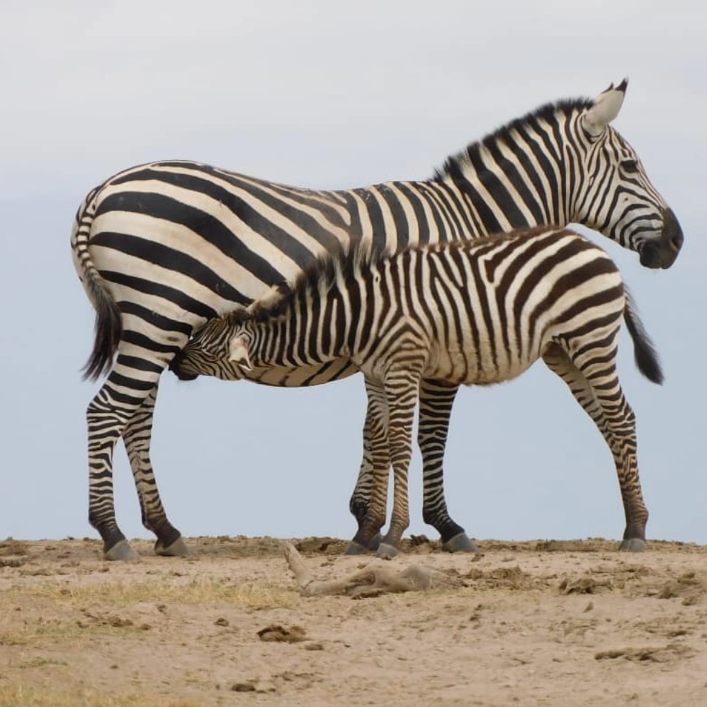 9 Days Wilderness Platinum Safari Wildlife