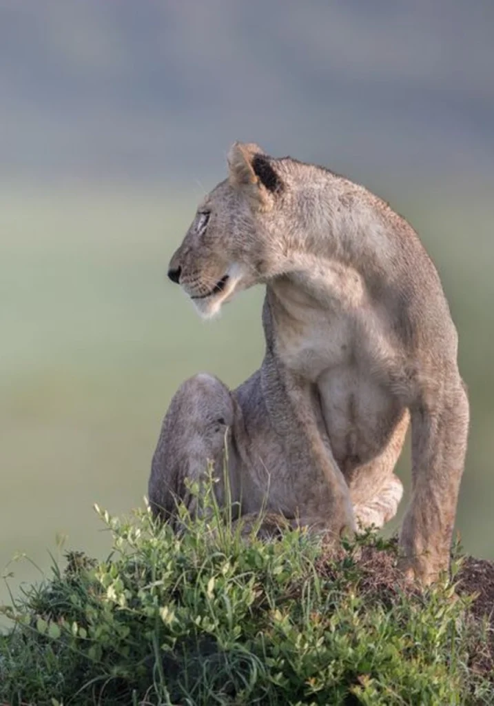 9 Days Wilderness Platinum Safari Wildlife