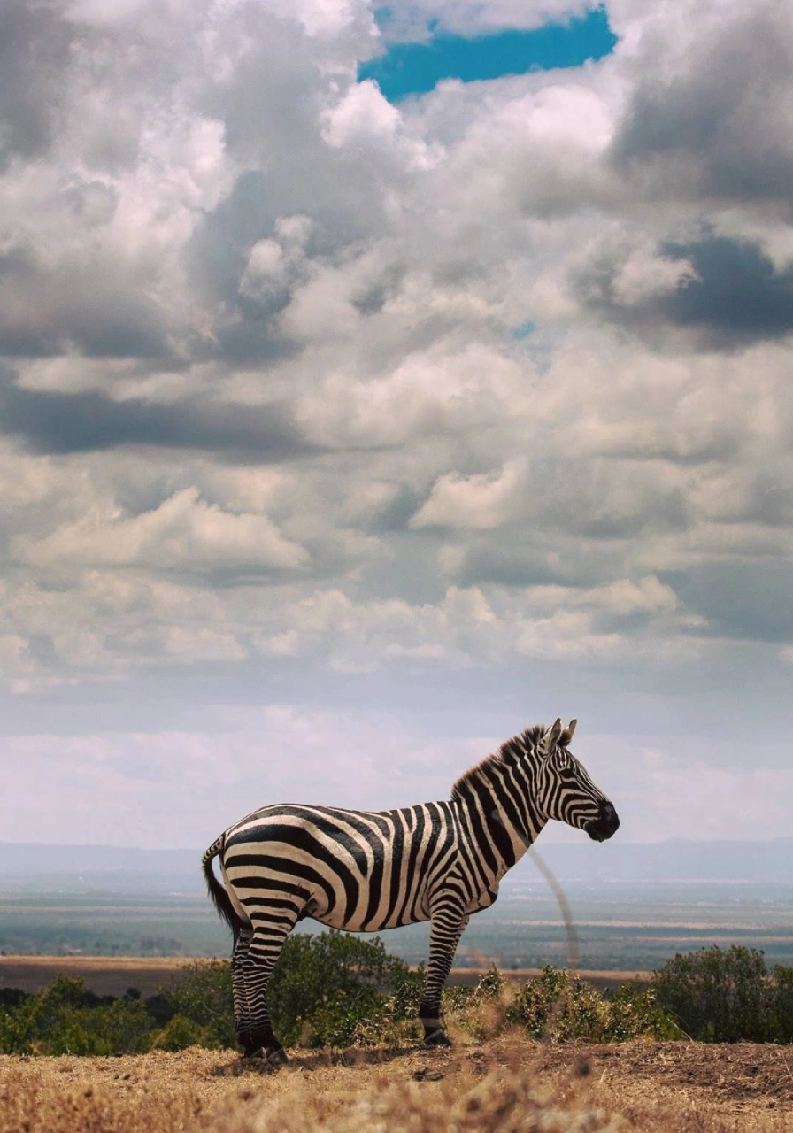9 Days Wilderness Platinum Safari Wildlife