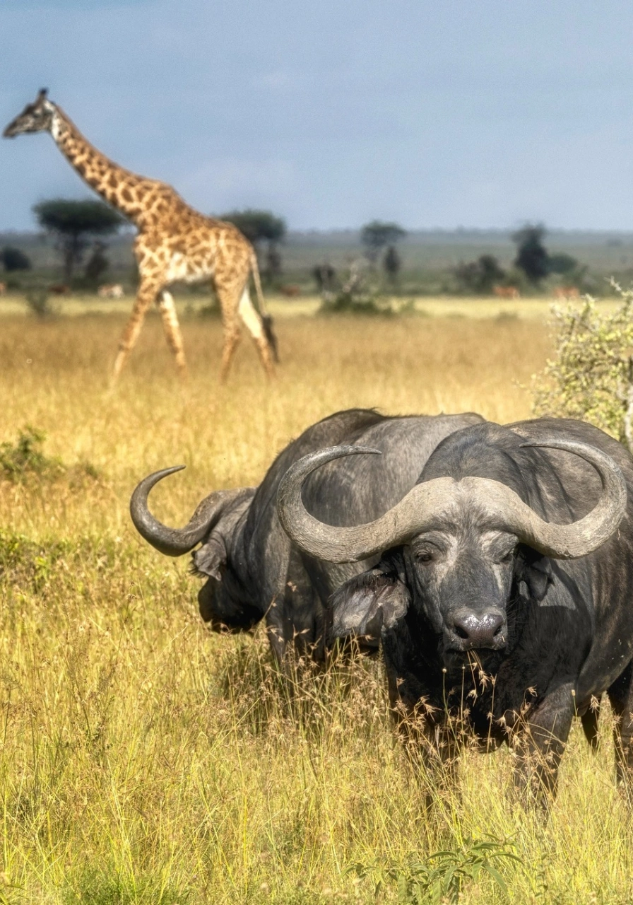 9 Days Wilderness Platinum Safari Wildlife