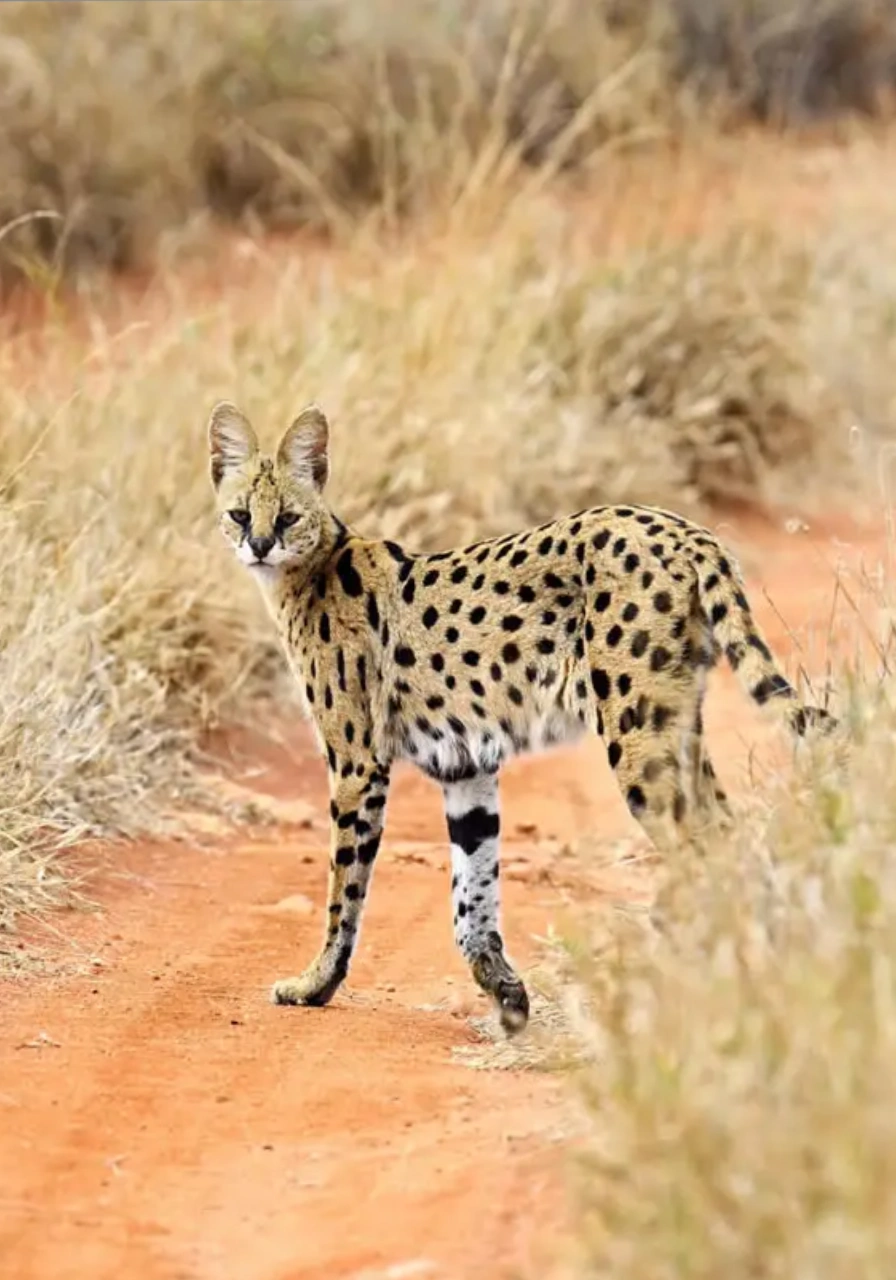 9 Days Wilderness Platinum Safari