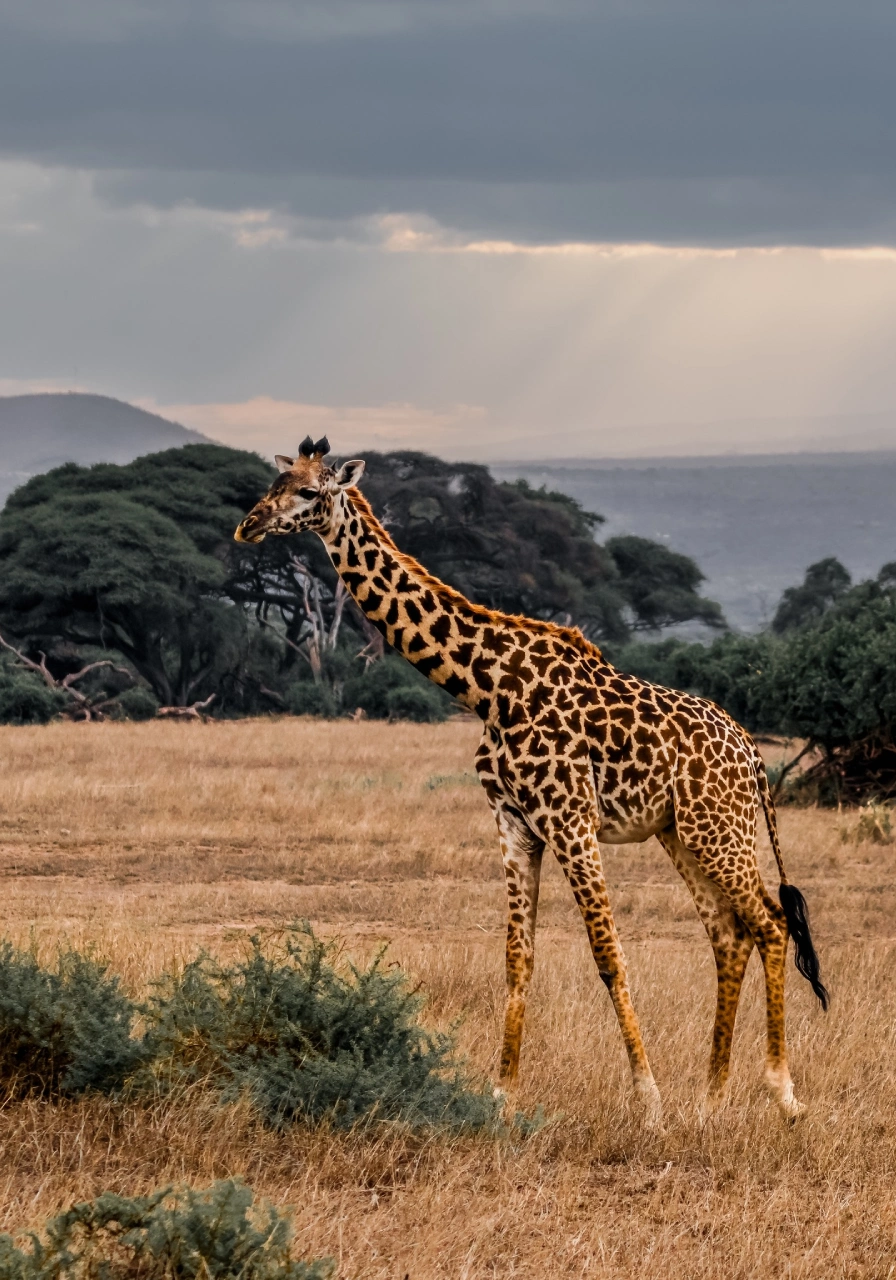 9 Days Wilderness Platinum Safari Wildlife