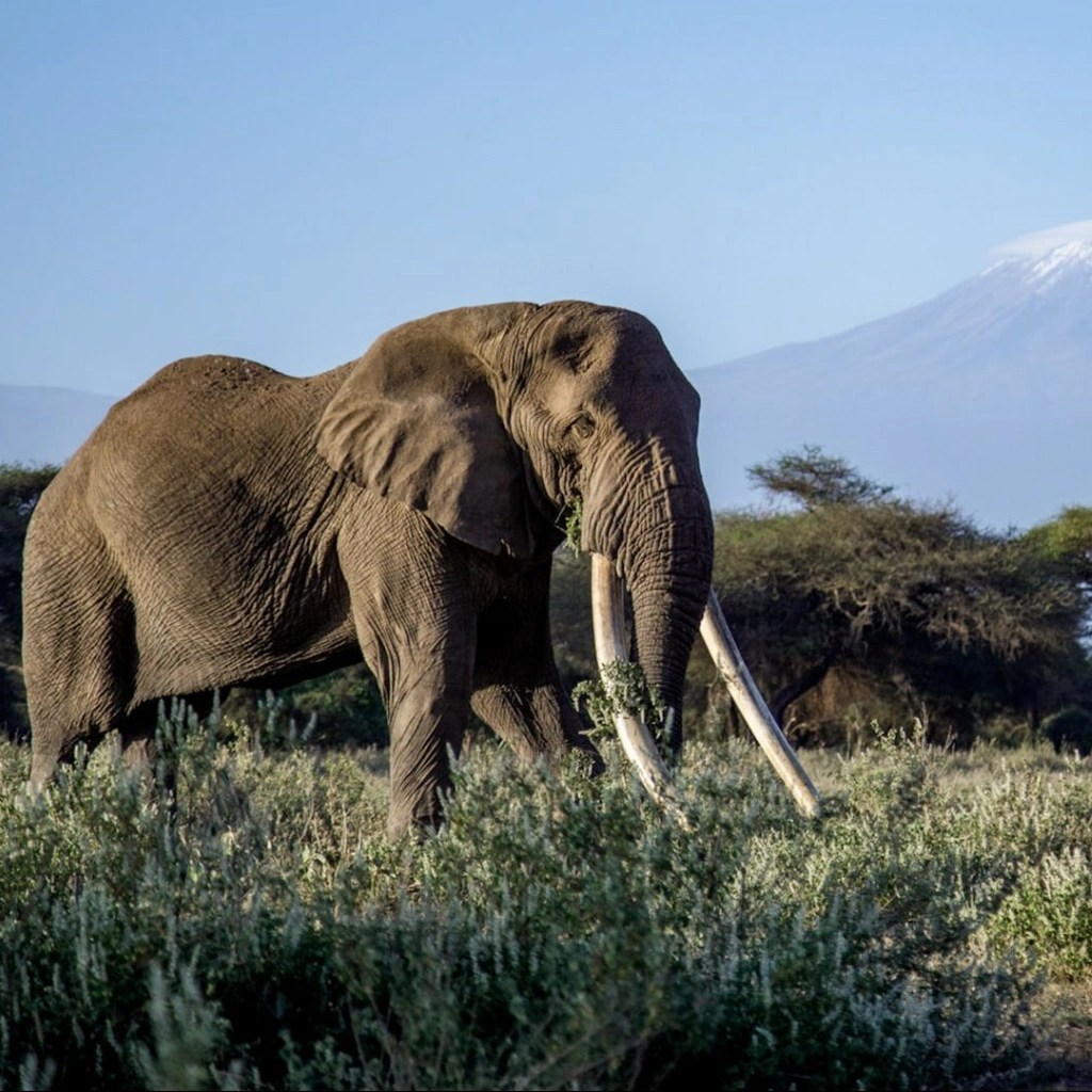 9 Days Wilderness Platinum Safari Wildlife