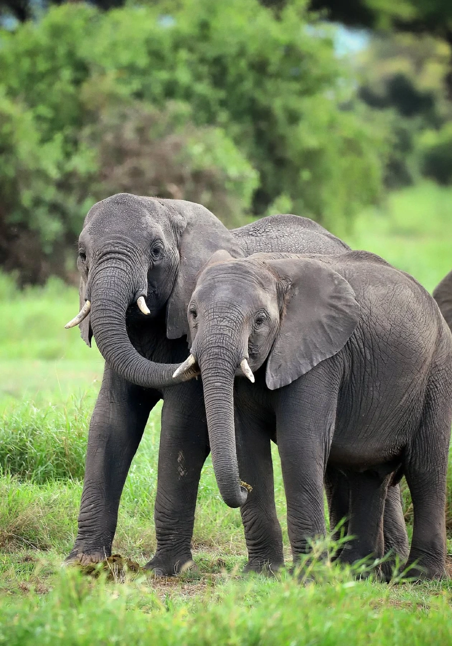 10-days-9-nights-signature-safari-soroi-experience-2