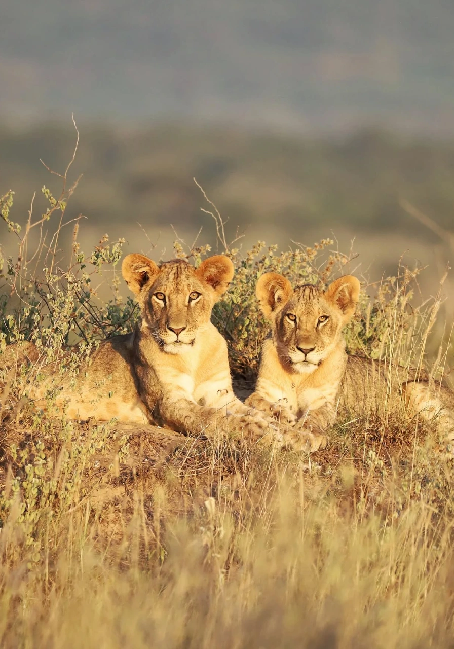 10-days-9-nights-signature-safari-soroi-experience-3