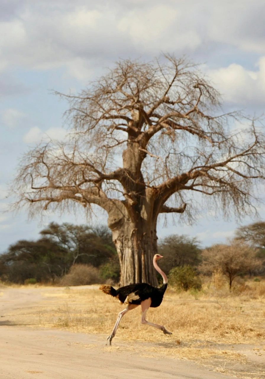 10-days-tanzania-luxury-flying-safari-5