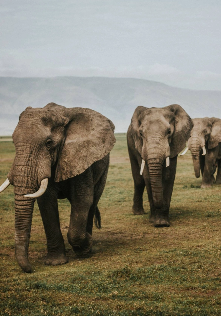 10-days-ultimate-northern-circuit-safari-3