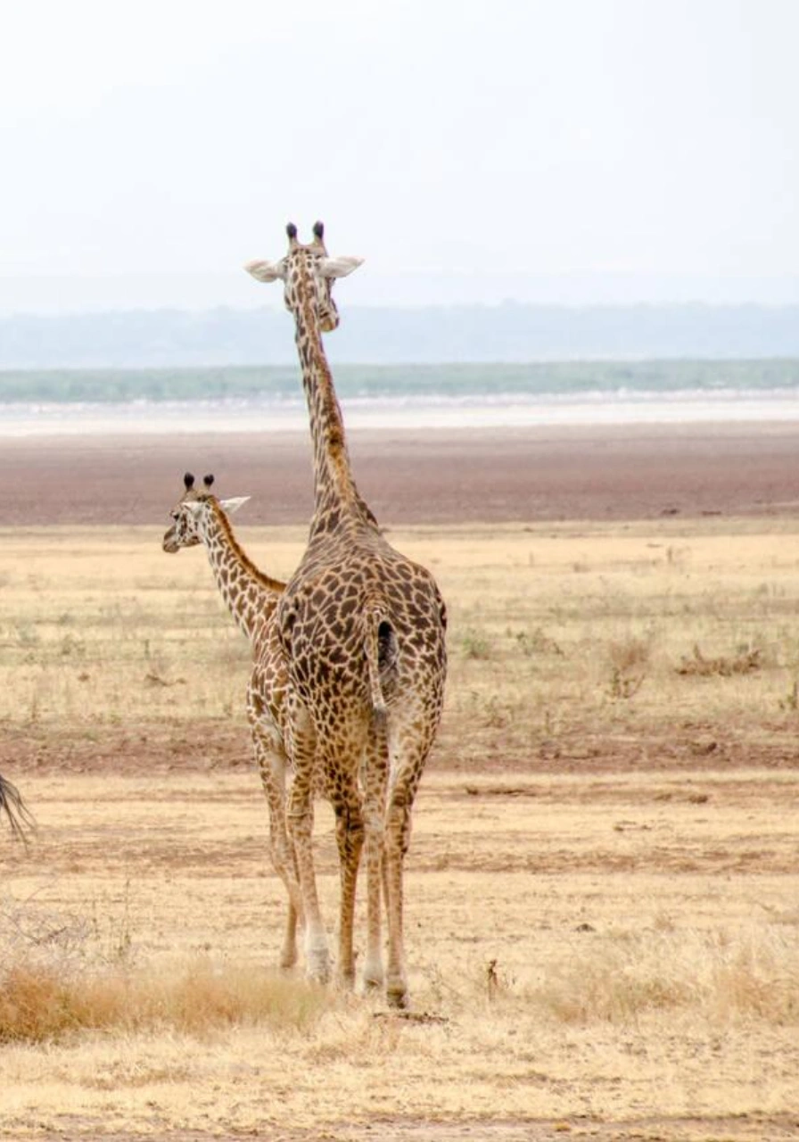 10-days-ultimate-northern-circuit-safari-4