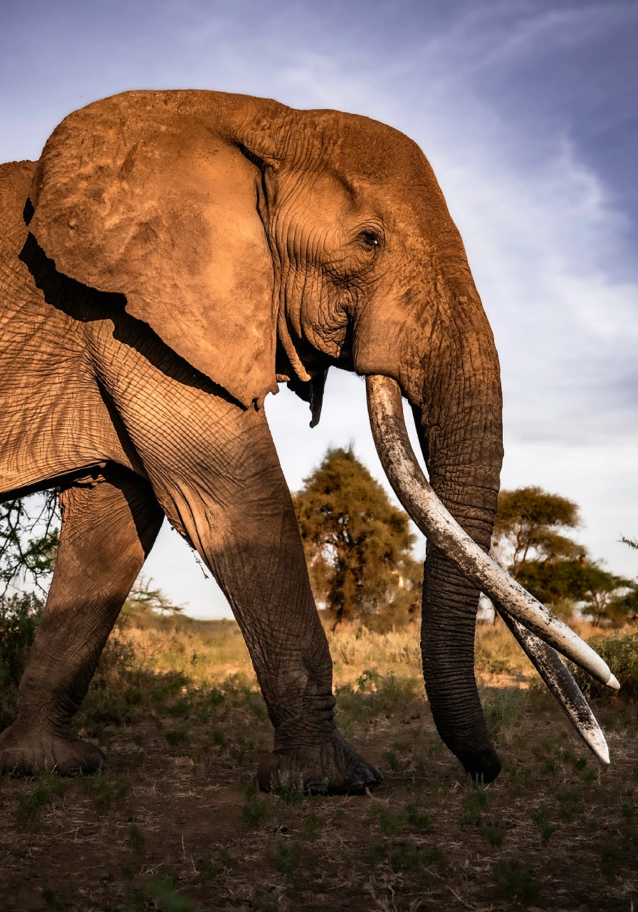 12-days-kenya-bush-and-beach-safari-4