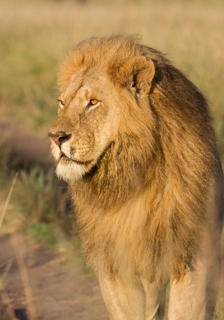 12-days-kenya-bush-and-beach-safari-6