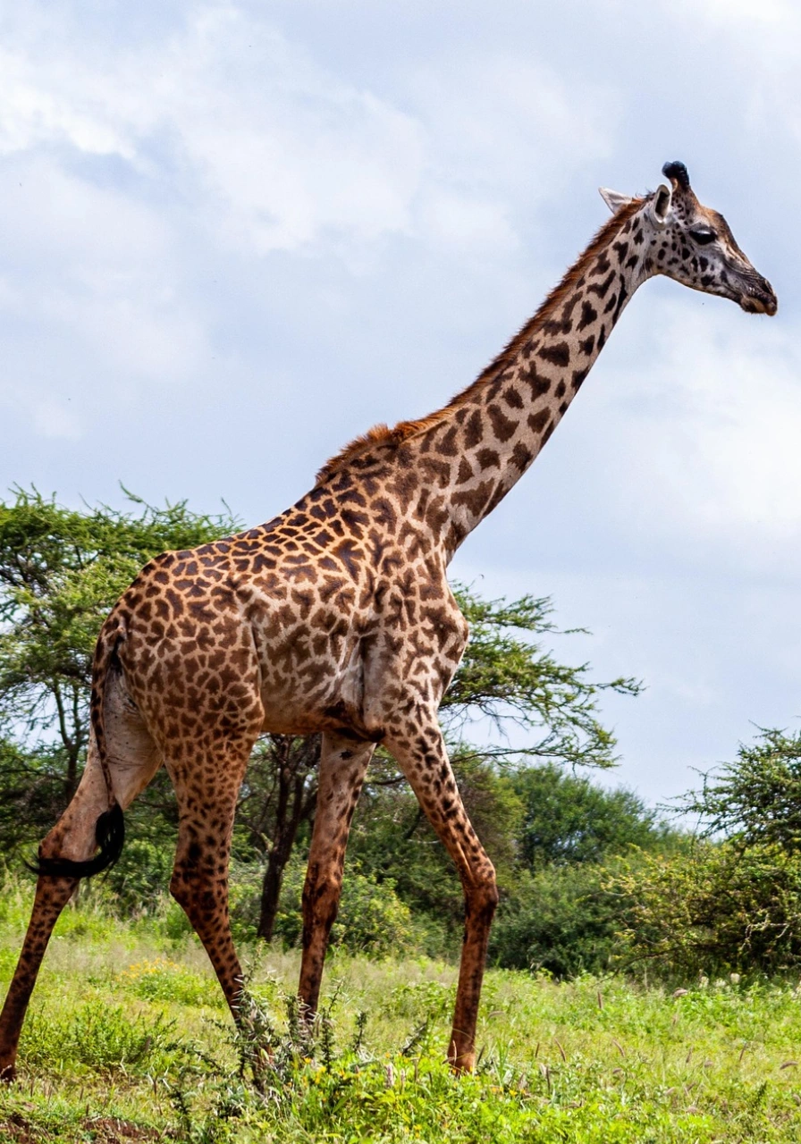 2-days-amboseli-national-park-safari-2