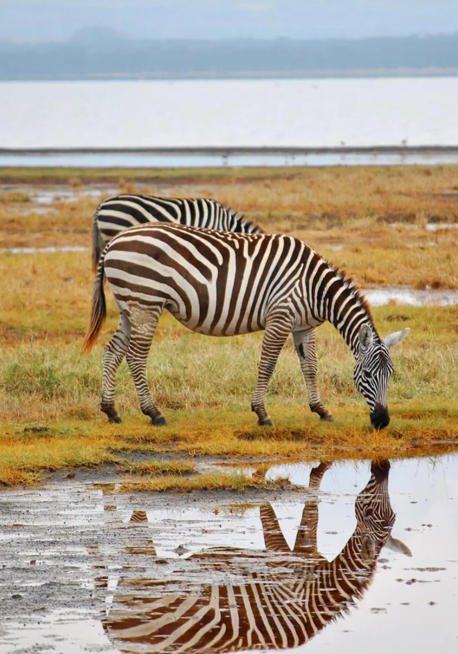 2-days-amboseli-national-park-safari-3