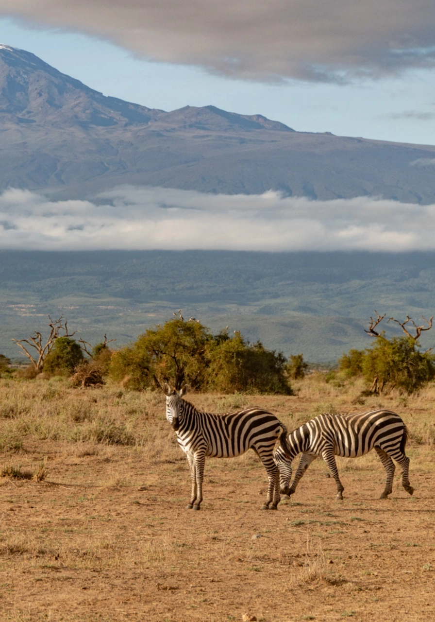 2-days-amboseli-national-park-safari-6