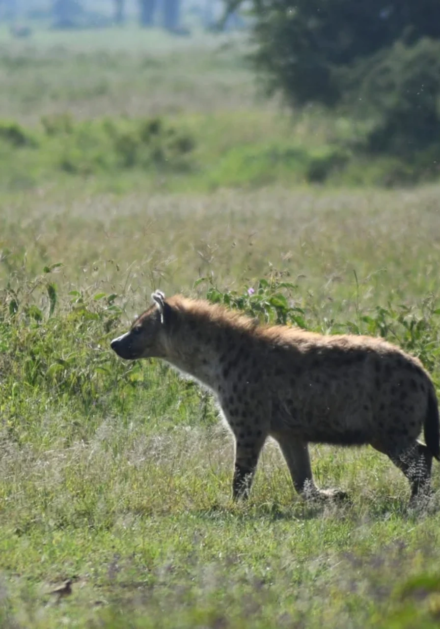 2-days-lake-nakuru-national-park-safari-2