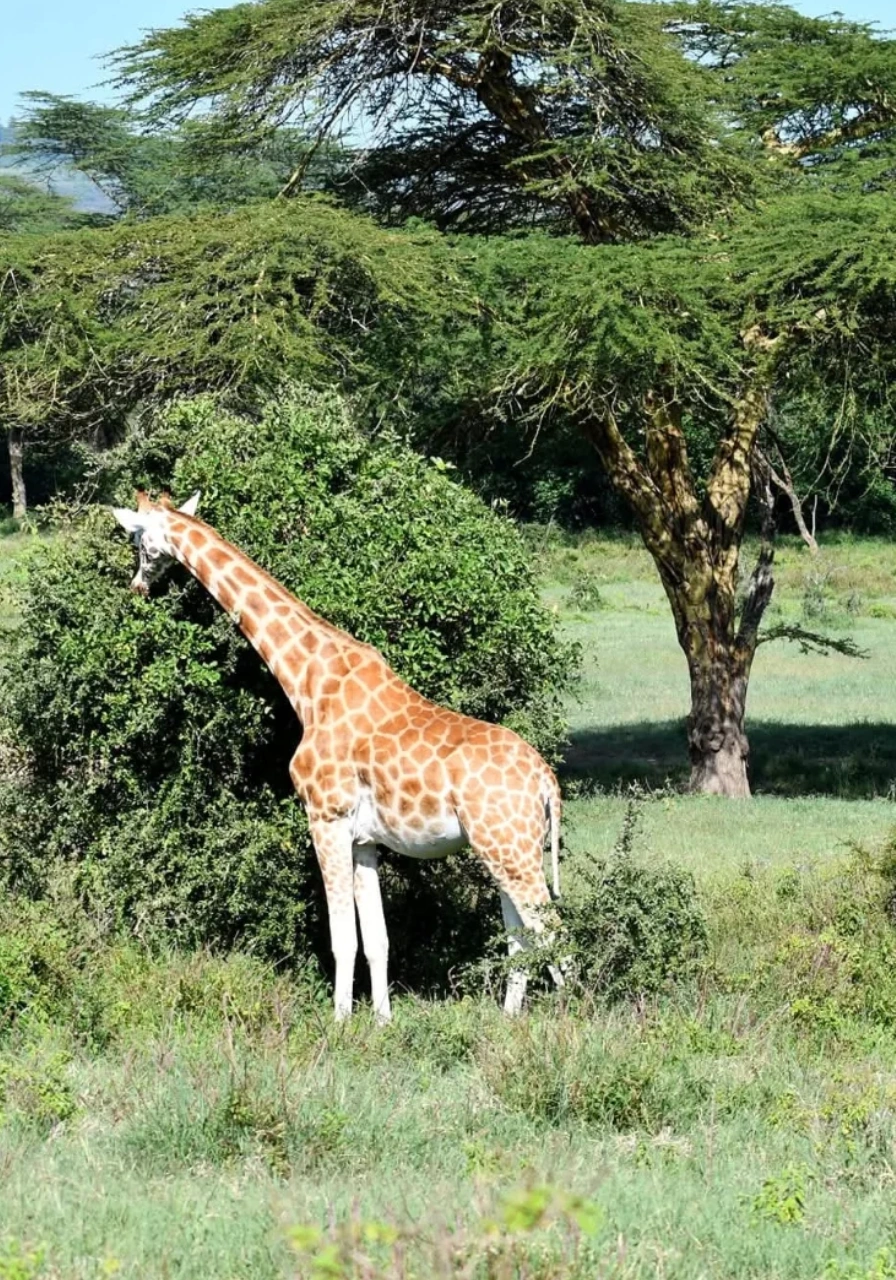 2-days-lake-nakuru-national-park-safari-4