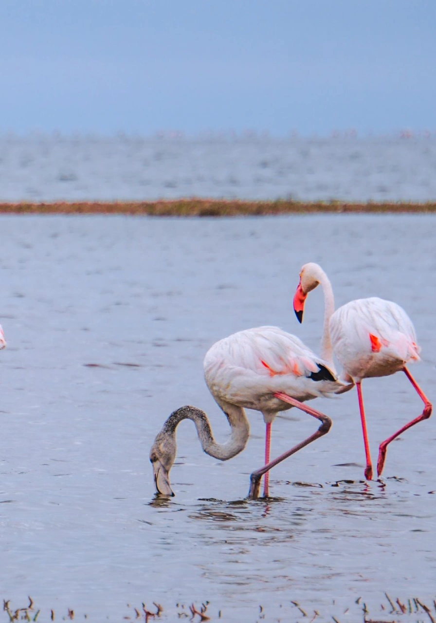 2-days-lake-nakuru-national-park-safari-5