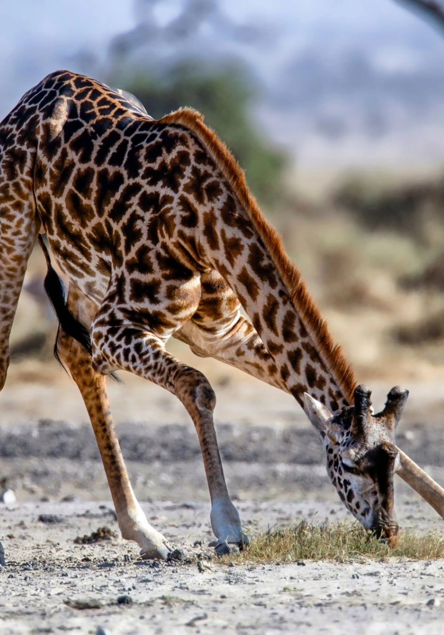 3-days-amboseli-national-park-safari-2