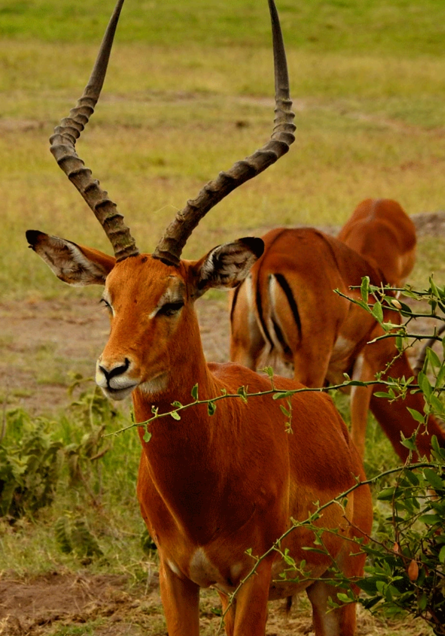 3-days-amboseli-national-park-safari-6
