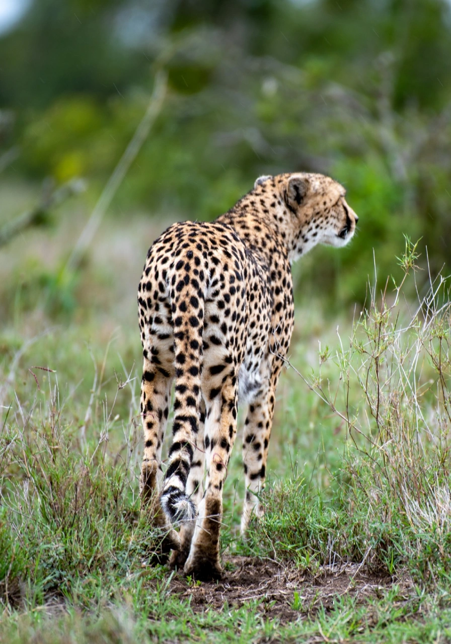 3-days-sweet-waters-oj-pejeta-safari-4